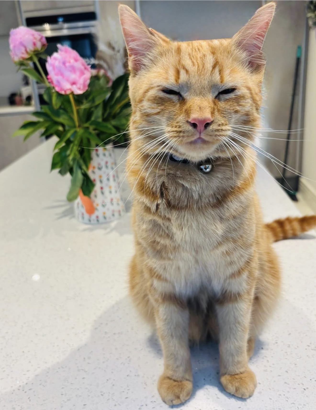 A cat relaxing at home during a visit